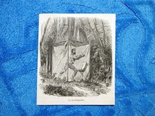 Engraving Year 1861 - The Mosquito Net - The Mosquito Net
