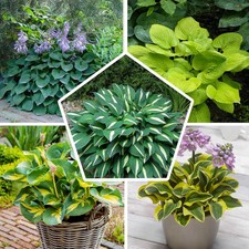 Hosta plantain rustique -