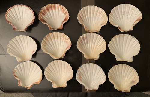 Lot veritables coquilles - de, 12