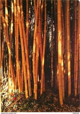 30 - Anduze - Générargues - Bambouseraie de Prafrance - Yellow Bamboos (Phyllota