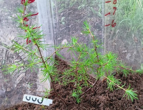 Ccc live larch - larch, bonsai