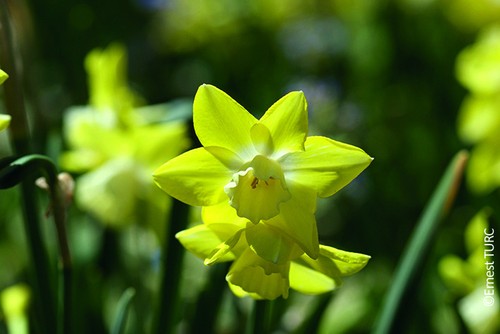 Narcissus jonquilla pipit - narcissus, 'pipit'
