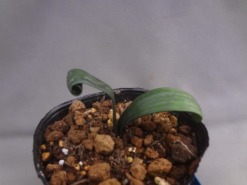 Clivia miniata yellow - clivia, lily'