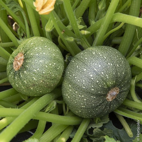 Graines courgette de - graines,
