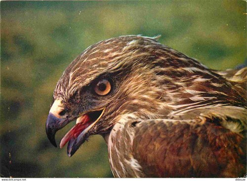 Carte postale animaux - carte,