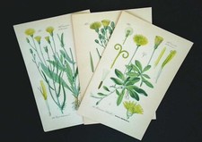 1886 LITHOGRAPHIES Lot De 3