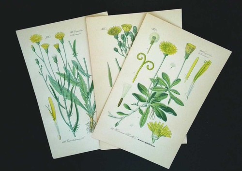 1886 lithographies lot - de, 3