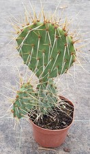 Opuntia phaeacantha /