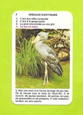Card No. F4 - Exotic Birds - Clog Beak