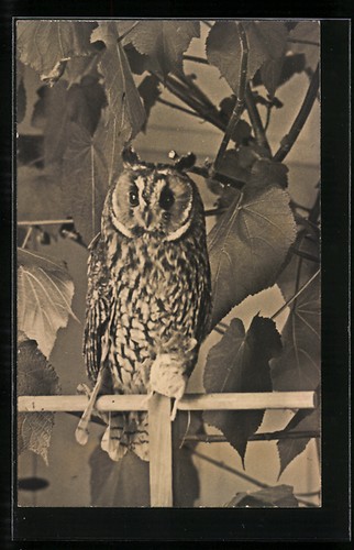 Carte postale photo uhu - postale, sur