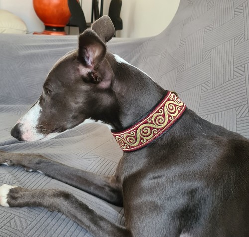 Collier pour chien - ,, lévrier