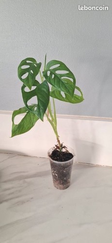Monstera adansonii bouture - , 72