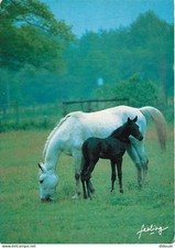 Animals - horses - manes in the wind - filly and foal - new card -