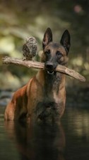 TOILE TABLEAUX chien malinois