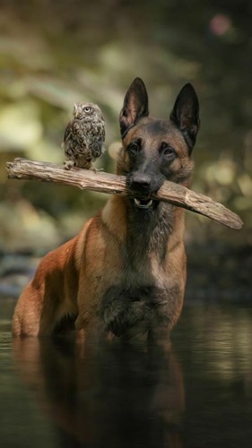 Toile tableaux chien malinois - chien,