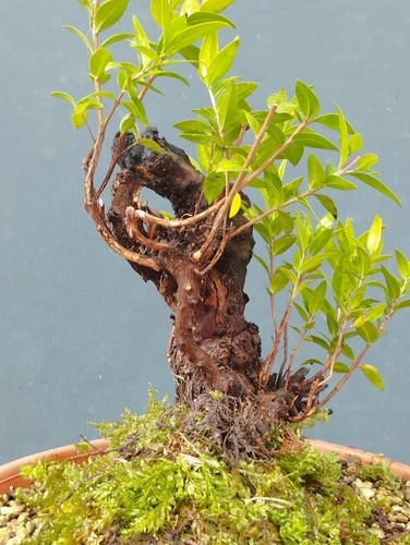 Bonsaï myrte sauvage - , 15