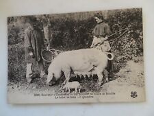 Old postcard pig sow and family pig farmers