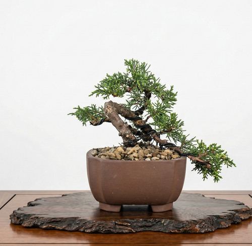 Bonsaï mame juniperus - bonsaï,