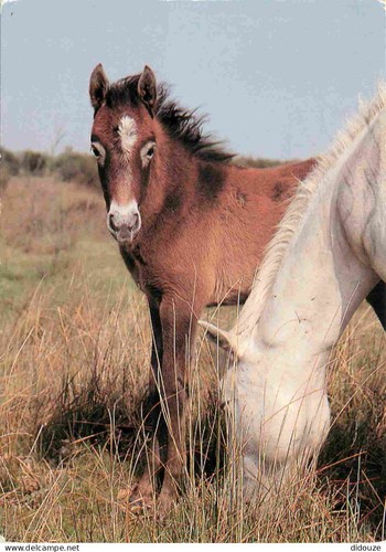 Carte postale animaux - animaux,