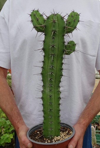 Myrtillocactus cochal cactus - myrtillocactus,