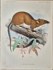 RARE COLD ENGRAVING, NEOTOMA FERRUGINEA,GUATEMALA WOODRAT,BIOL.CENTR. AMER 1880S