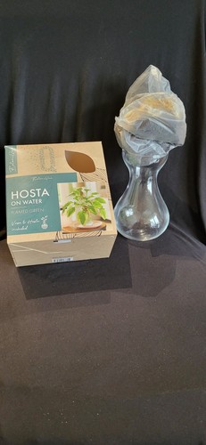 Botaniqua hosta vase - vase, et