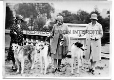 PHOTO MEURISSE - 1930 - ANIMALS - DOG SHOW - GREYHOUNDS