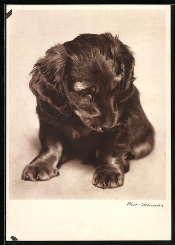 Carte postale chiot teckel