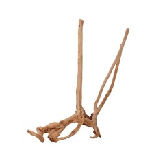 Aquarium Racine Déco Moignon