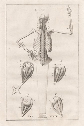 Humaine squelette muscles - squelette, /