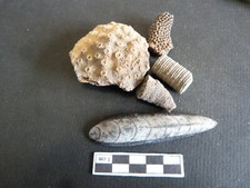 Lot de 5 fossiles, Orthocère