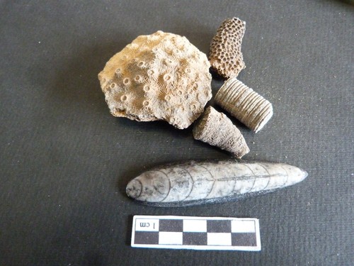 Lot fossiles orthocère - fossiles,,