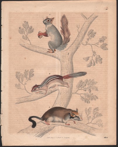 1843 belle lithographie - belle,