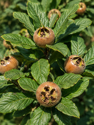 Crataegus germanica 25 - germanica,,