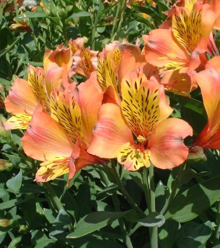 Graines alstromeria lys - graines, d'alstromeria