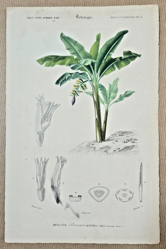 Gravure botanique sur cuivre - gravure,