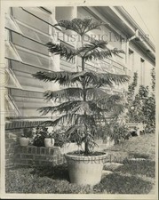 1968 Press Photo Norfolk Island Pine, or Araucaria Excelsa in pot - noc19072