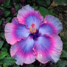 Hibiscus Rosa-sinensis Rainbow Flower Bonsai Big Blooms Garden Plants 100 Seeds