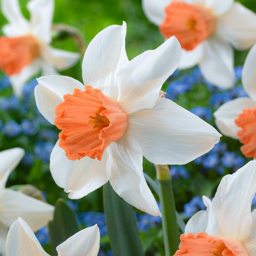 Bulbes jonquilles rustique - de,