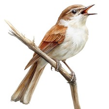 2 x autocollants autocollants