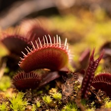 Plante Carnivore - Dionaea