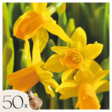 Narcisse - Set de 50 - Narcissus 'Tête-à-Tête' - Bulbes à fleurs - Jaune