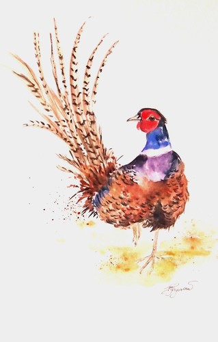 Faisan aquarelle originale - faisan,