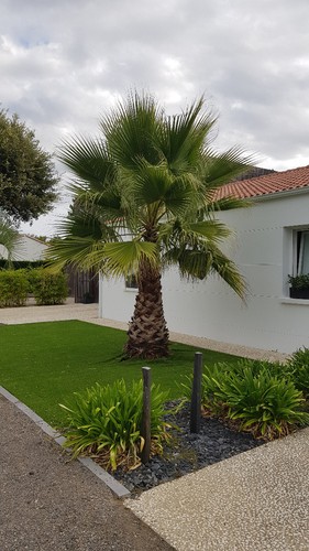 Washingtonia robusta palmier - washingtonia,