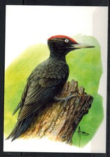 POSTCARD - BLACK PEAK - DRYOCOPUS MARTIUS - BIRD - BIRDS - BUZIN 