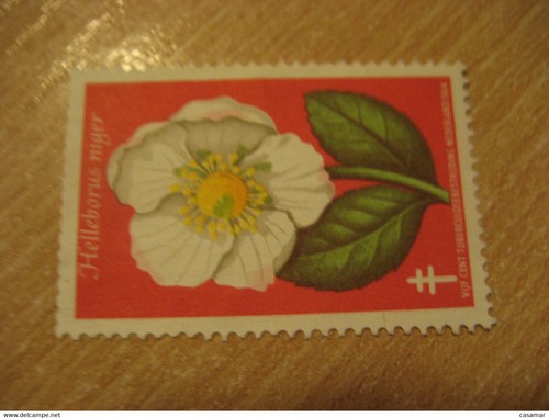 1964 helleborus niger fleur - 1964,