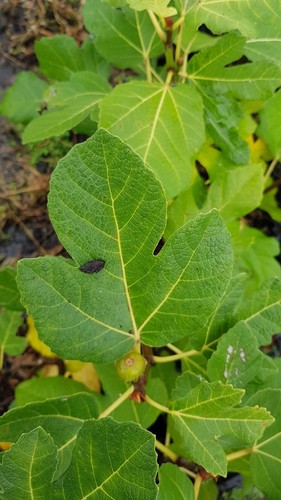 Ficus carica rosce signora - signora', /