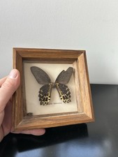 CADRE PAPILLON NATURALISÉ