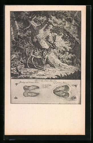 Carte postale artiste - postale, d'artiste