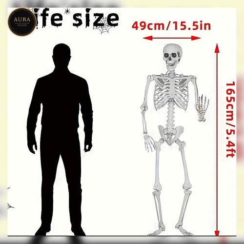 Faux squelette 165 - , cm